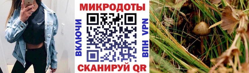 Купить  Балтийск  Псилоцибиновые грибы Psilocybine cubensis 